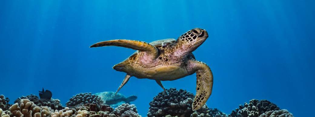 PRIVATE DIVE TAHITI (2 tanks) 2025