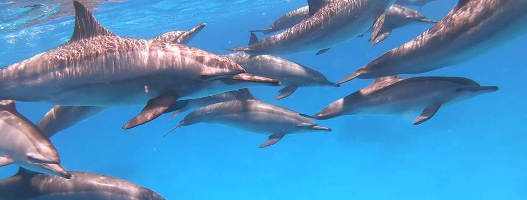Plongée au cœur de soi - Movement Dolphin - 