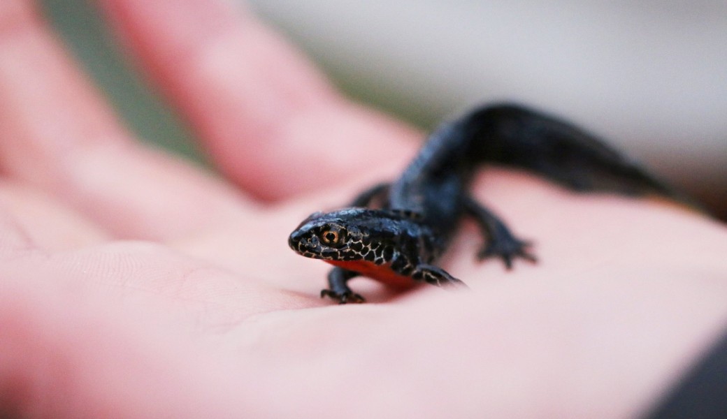 Plongée dans le monde des amphibiens
