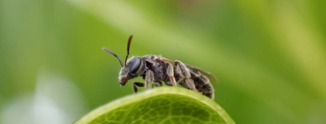 Pollinisateurs en scène : les héros méconnus 