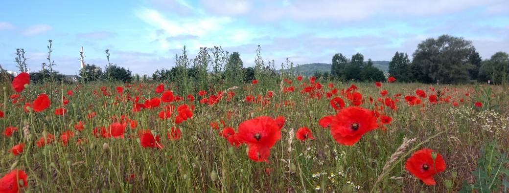 POPPY TEAM (Automne 2025)