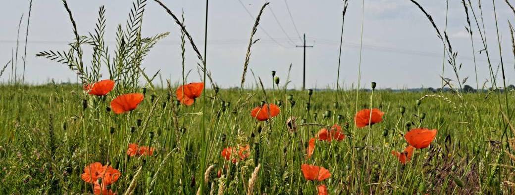 P'ose déj' Rêve Coquelicot