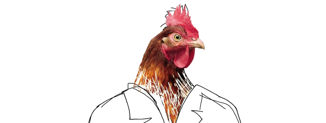Pourquoi les poules préfèrent être élevées en batterie ?