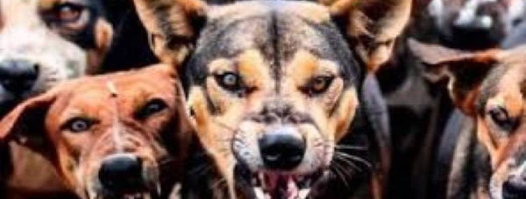 (PR) Stage de formation : La réactivité canine congénère/humain en rééducation comportementale
