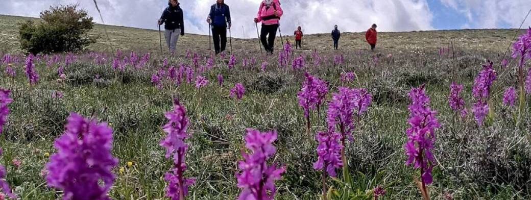 Prairies fleuries, orchidées de Calern et grands panoramas