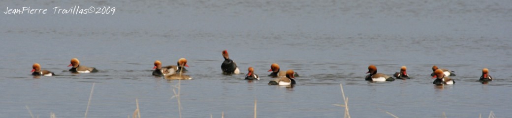 Premier Wetlands : Comptage annuel des oiseaux d’eau ! – Aigues-Mortes