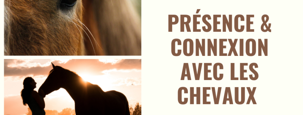 Présence & connexion avec les chevaux 