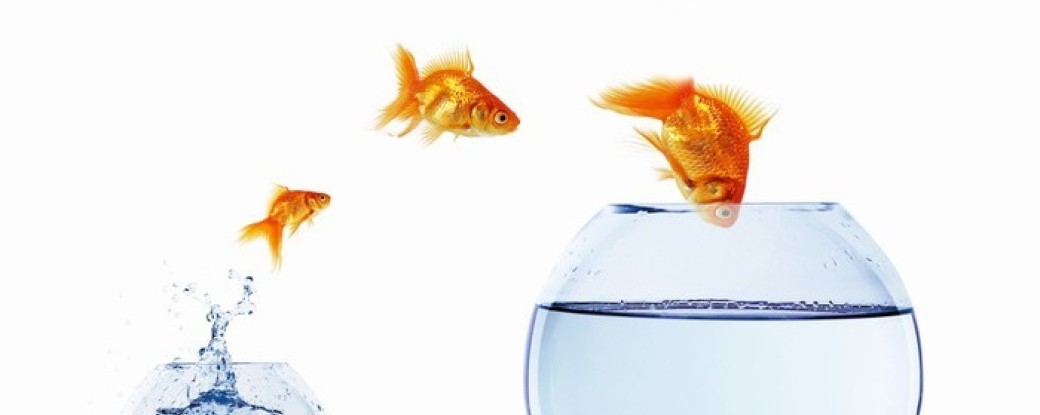 Présentation de l'opportunité et du cursus de formation