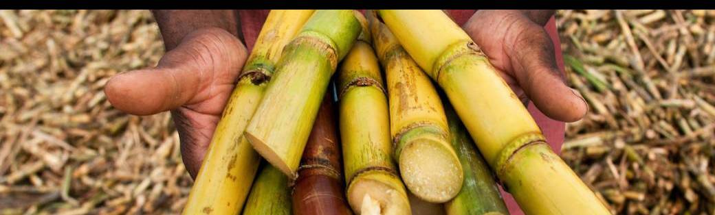 Présentation RHUM GUYANE