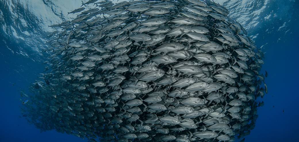 PRIVATE DIVE TAHITI