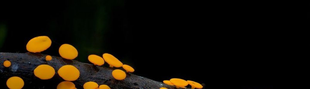 Prix AST - Ville de Paris - Au royaume des champignons / The Kingdom - How Fungi Made Our World