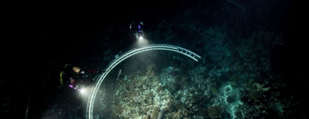 Prix Étudiant - Région Île-de-France - 700 requins dans la nuit à la Maison du Brésil