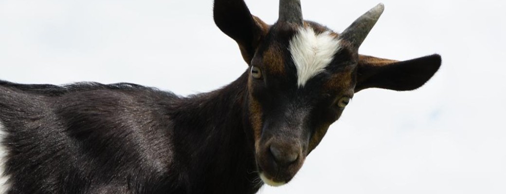 Profitons des vacances pour nous promener en compagnie des chèvres !