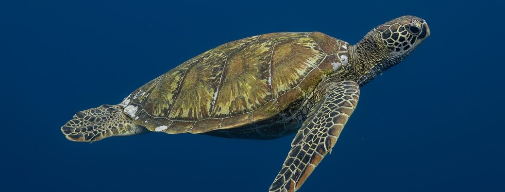 HONU RÉCRÉ