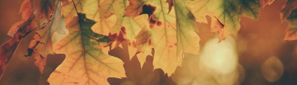 Programme MBSR Automne 2025