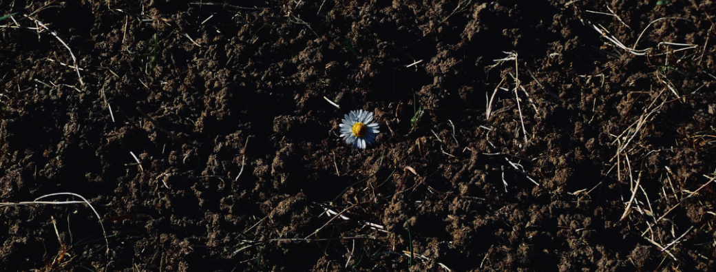 Projection Daisy