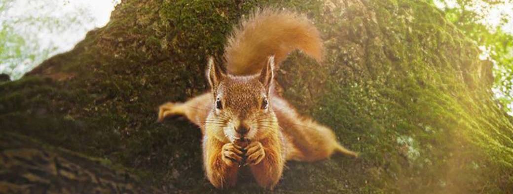 Projection :              Le Chêne