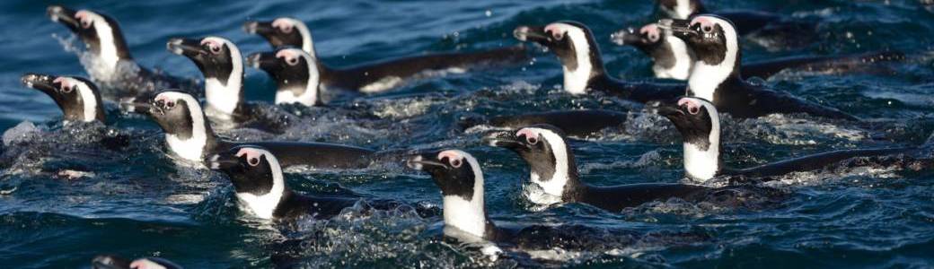  "Les communications vocales chez les manchots : depuis la terre jusqu'à la mer"