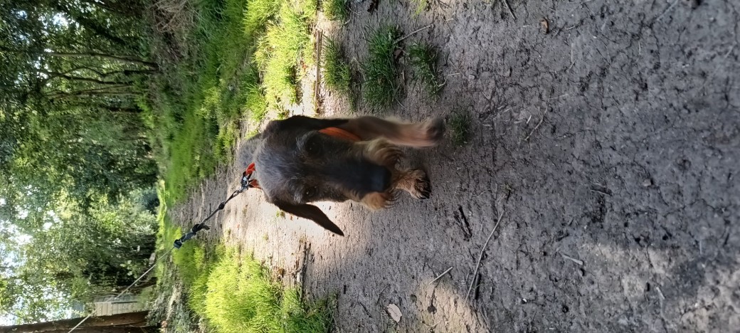 Promenade Canine Encadrée (Chiens de tailles moyennes)