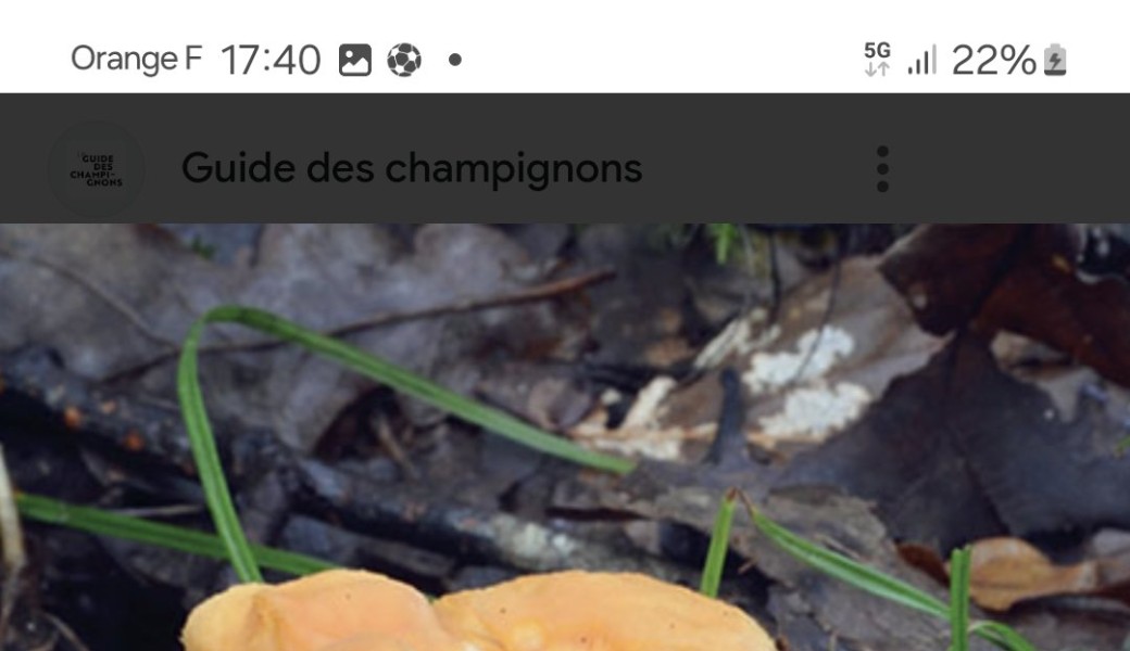 Promenade : Champignons / mushroom­s