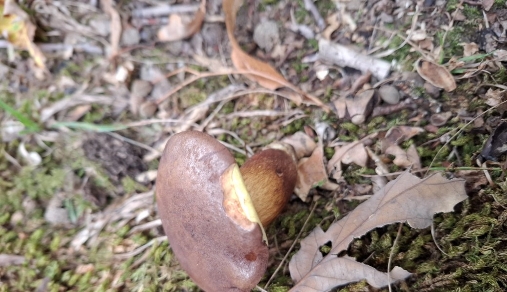 Promenade "chasse aux champignons et aux châtaignes"