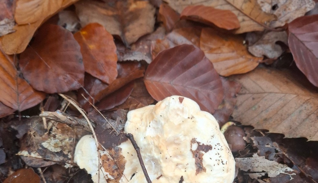 Promenade : Chasse aux Champignons (Forêt de Versailles)