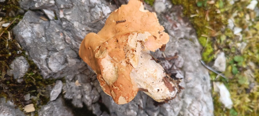 Promenade "chasse aux champignons"