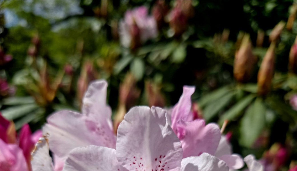 Promenade : LE MARAIS et ses lieux insolites