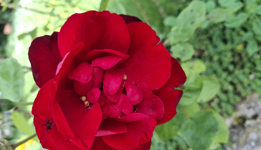 Promenade : le quartier Russe et le quartier Suédois + lieux insolites