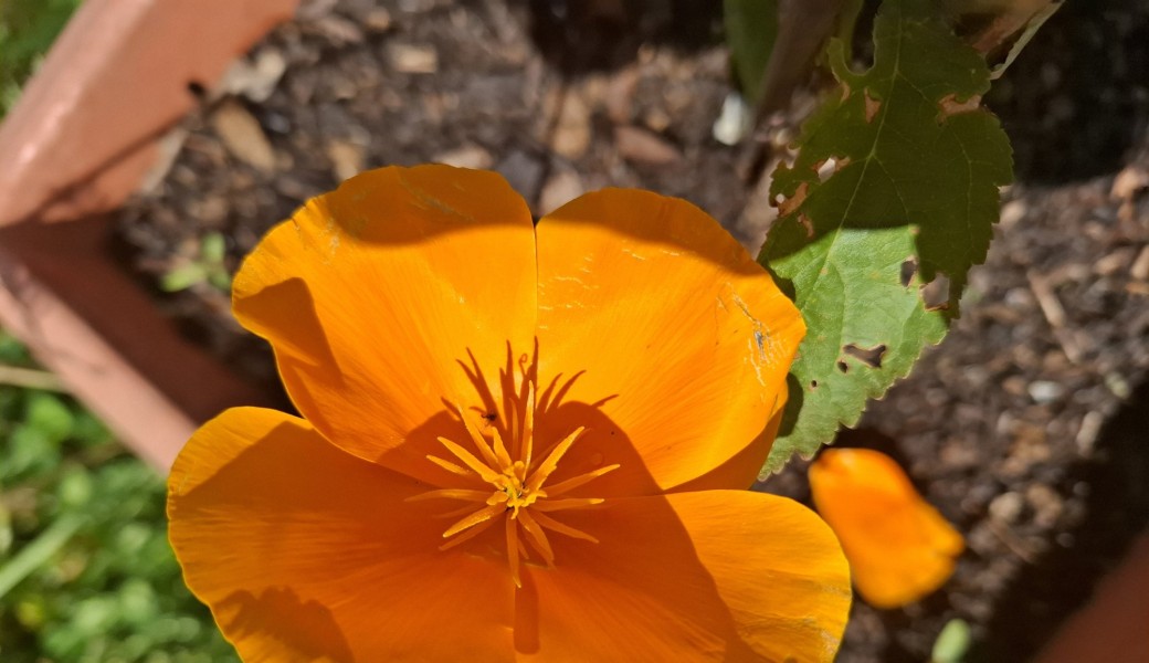 Promenade : "le village de Noël et sa forêt"