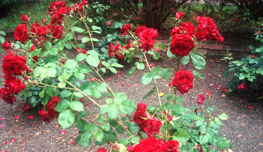 Promenade : "Les petits hameaux colorés au sud de Paris"