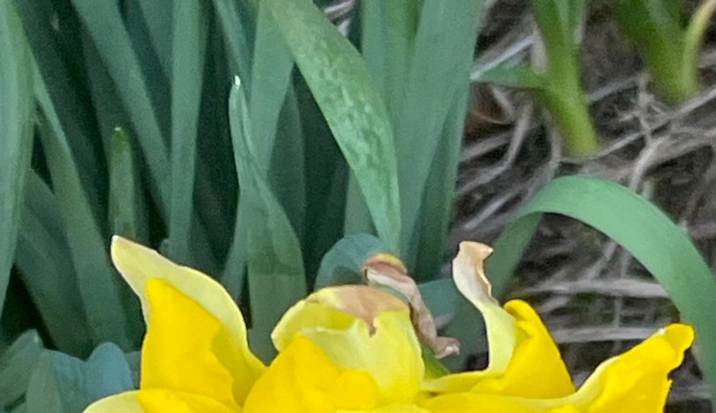 Promenade : "les quartiers Africain, Indien et le petit Kaboul" (l'Autre Paris