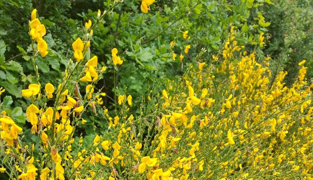 Promenade : Montmartre, ses lieux insolites, ses gourmandises et ses artistes