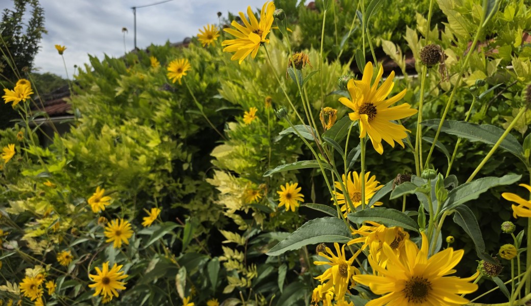 Promenade nature : "De Boulogne à Neuilly, les bords de Seine"