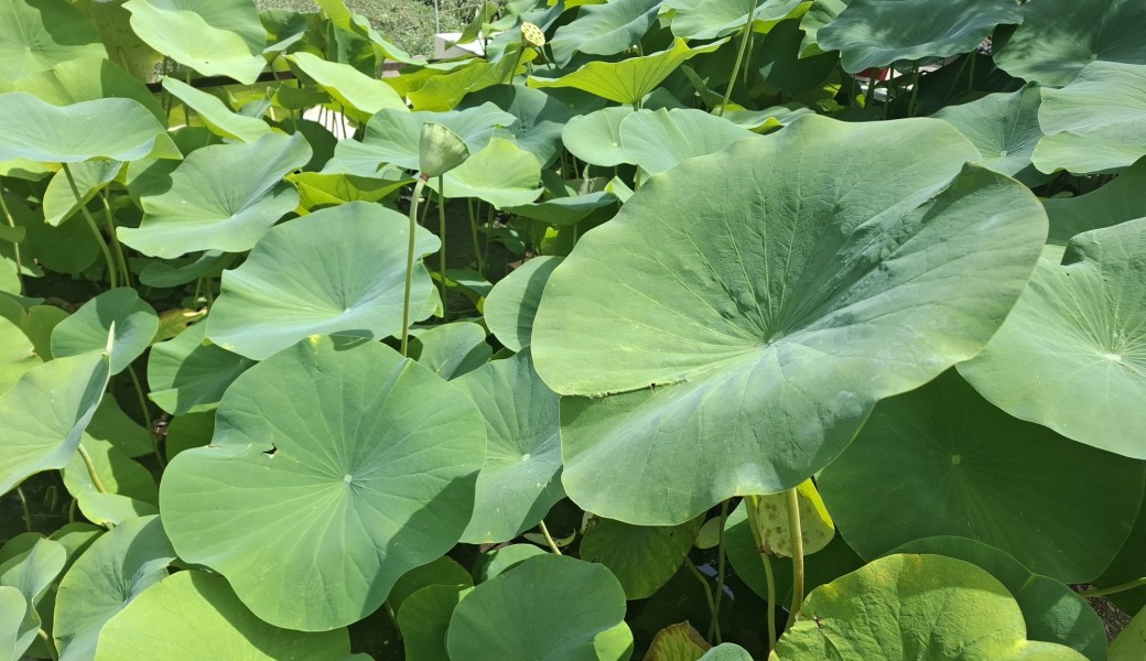 Promenade nature : les Quartiers des Batignolles et des Epinettes