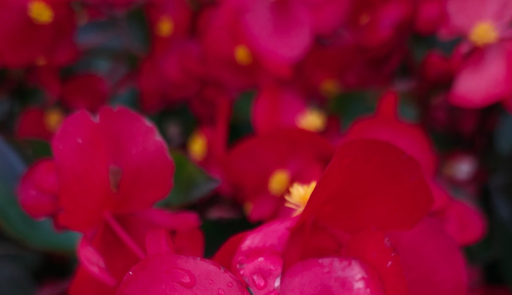 Promenade : Tour de l'Enceinte Médiévale de Philippe Auguste (Rive Droite) NEW