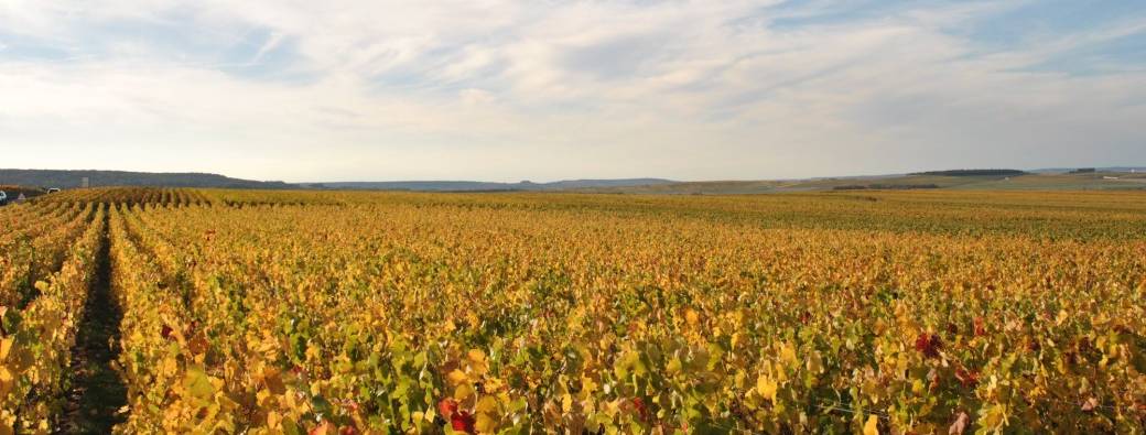 Promenons-nous dans les vignes - Let's walk in the vineyard