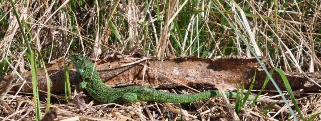 Protocole scientifique d'inventaire des reptiles