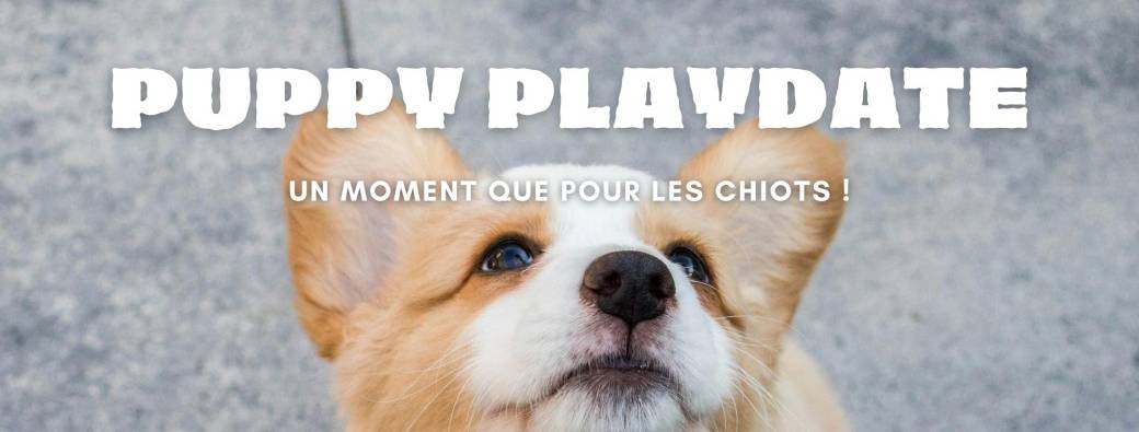 Puppy Playdate (4ème édition)
