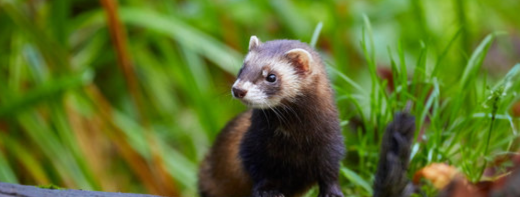 Putois, es-tu là ?   (4-7ans)