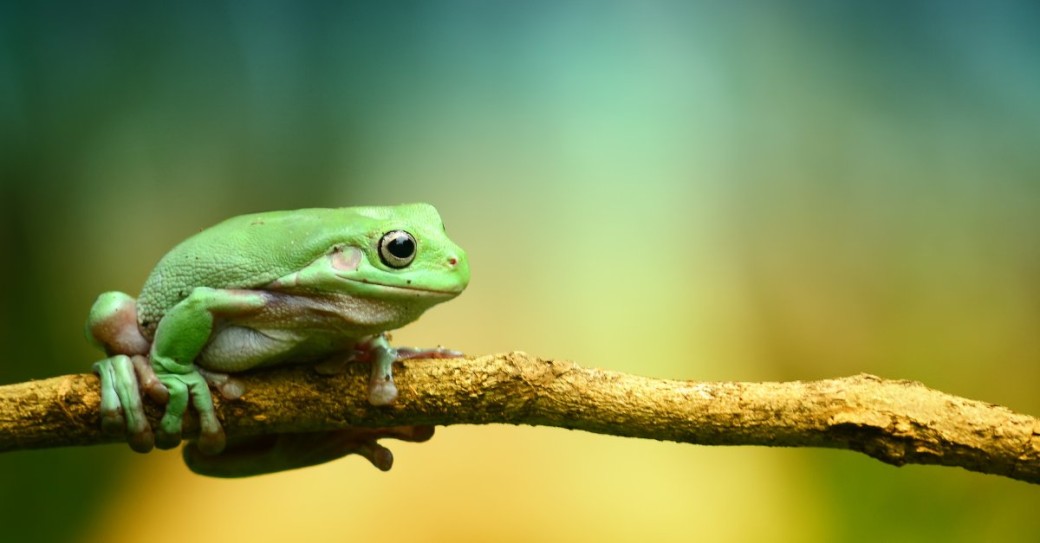 Puzzle der Biodiversität
