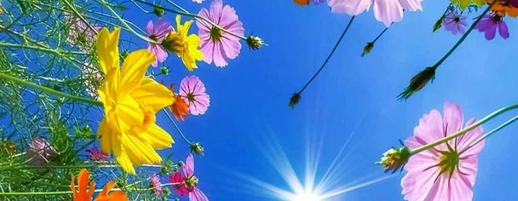 Que des fleurs