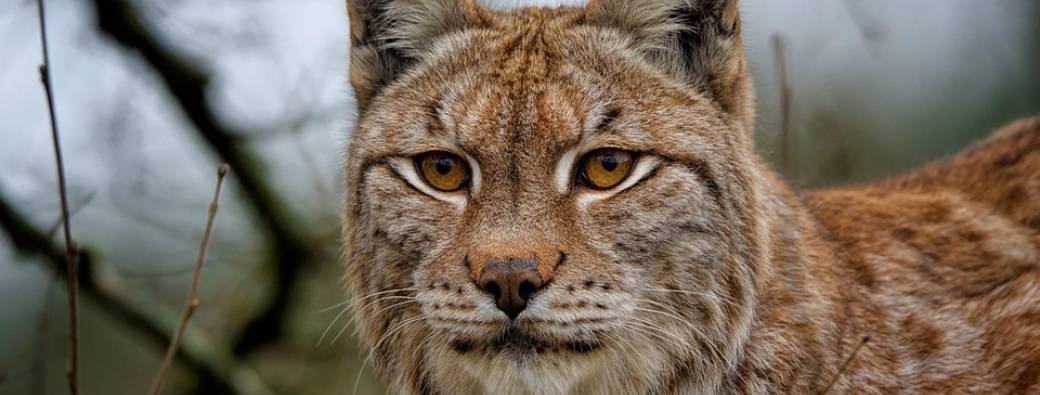 Quel est ton animal totem ? 7-13 ans