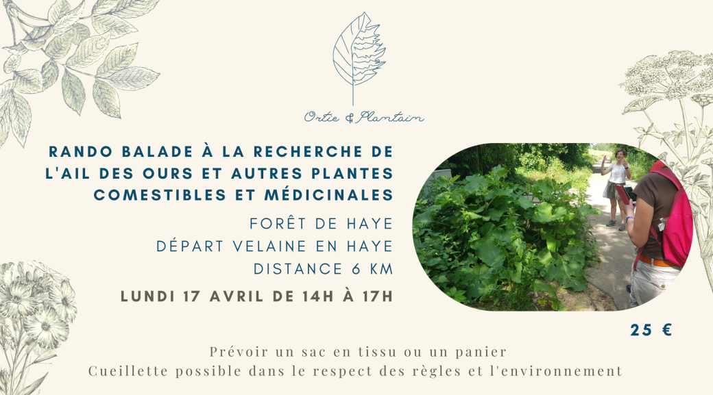 Rando Balade à la recherche de l'ail des ours et autres plantes comestibles et médicinales