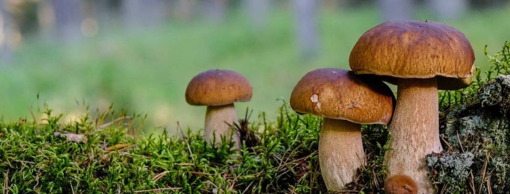 RANDO CUEILLETTE CHAMPIGNONS