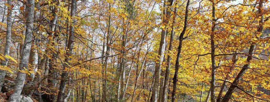 Rando Forêt de Nans le "Canada niçois"