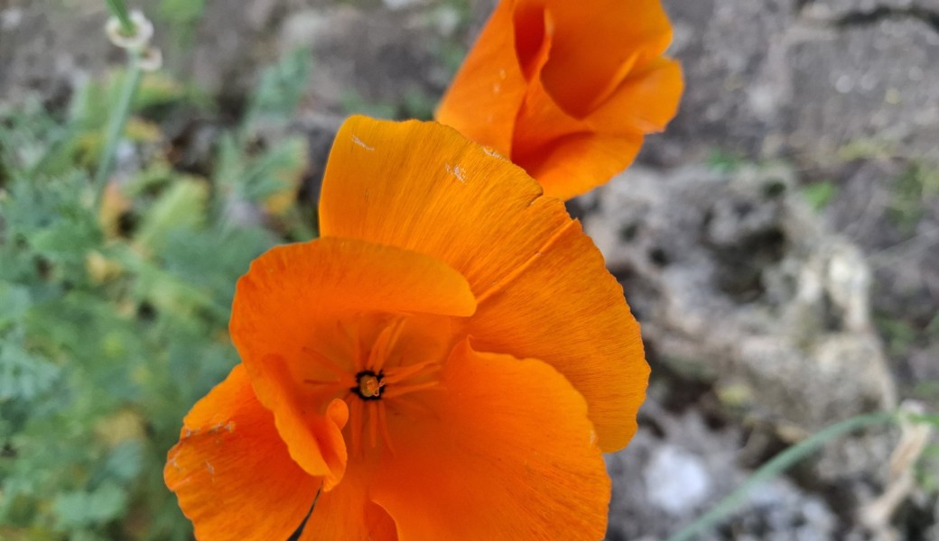 Randonnée Bois de Vincennes, le circuit des îles, des cascades, des lacs...