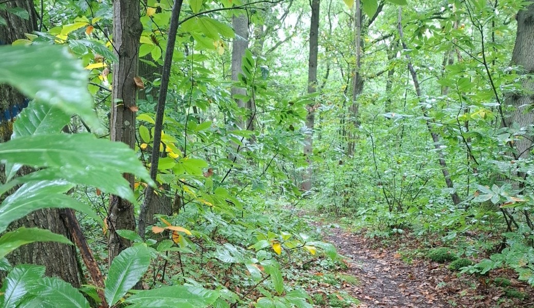 Randonnée : Chasse aux Champignons /mushroom­s (Forêt de RAMBOUILLET)