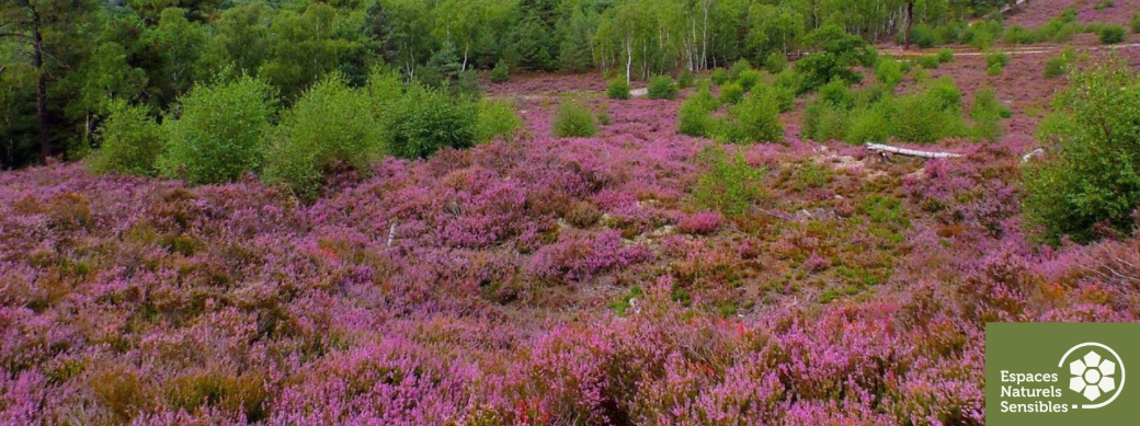 Randonnée en forêt de Rochefort