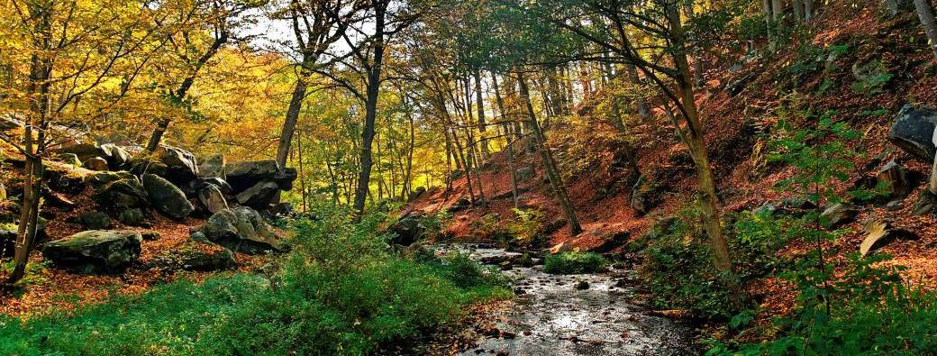 Randonnée forêt de Rambouillet